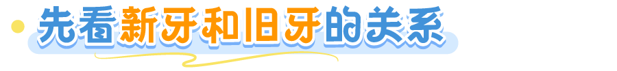 牙齿_画板 1 副本 5.png
